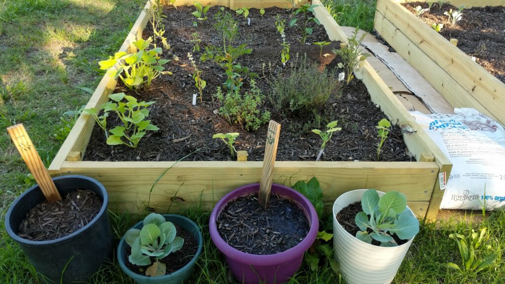 The colorful picture shows a community garden built on the grass of Camp Rhonda. There are food plants growing within the garden.