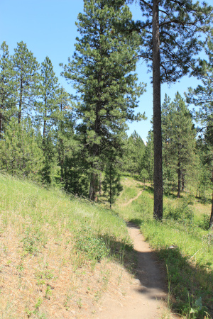 A colorful, idyllic nature photo. Shows trees, grassy hills, and a trail cut through them. Above are blue skies.