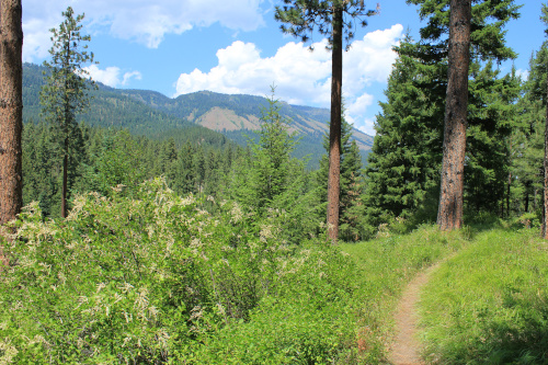 A colorful idyllic nature photo shows trees, a trail, and in the distance, tree-covered hills and blue cloudy sky