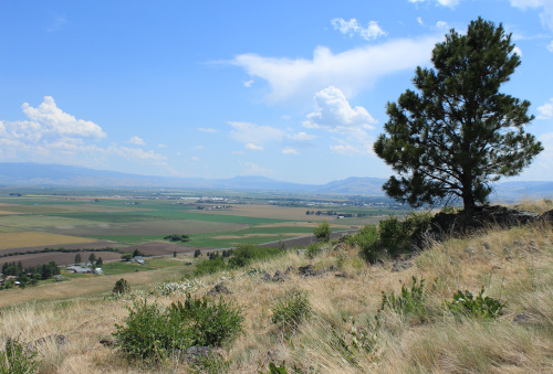 The colorful photo is taken from atop a hill with yellowed grass and green bushes. On this hill, a solitary green tree stands to the left. Below is the Grande Ronde valley with the different colored rectangles of agriculture. In the distance, blue mountains; above, blue sky and white clouds.