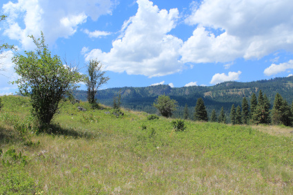 The idyllic, colorful photo shows a hill with bushes and trees. In the distance are more hills/mountains with trees, and above is a blue sky with white clouds