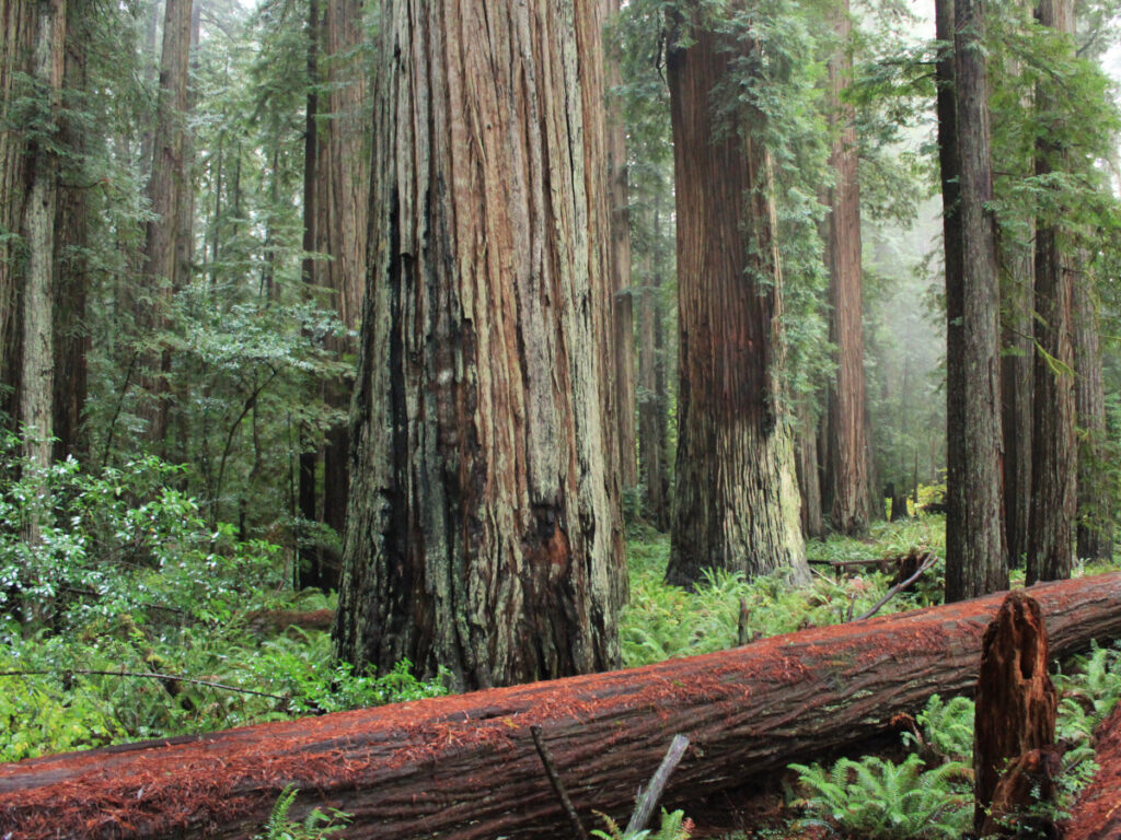 Redwood trees and other forest items in northwest California