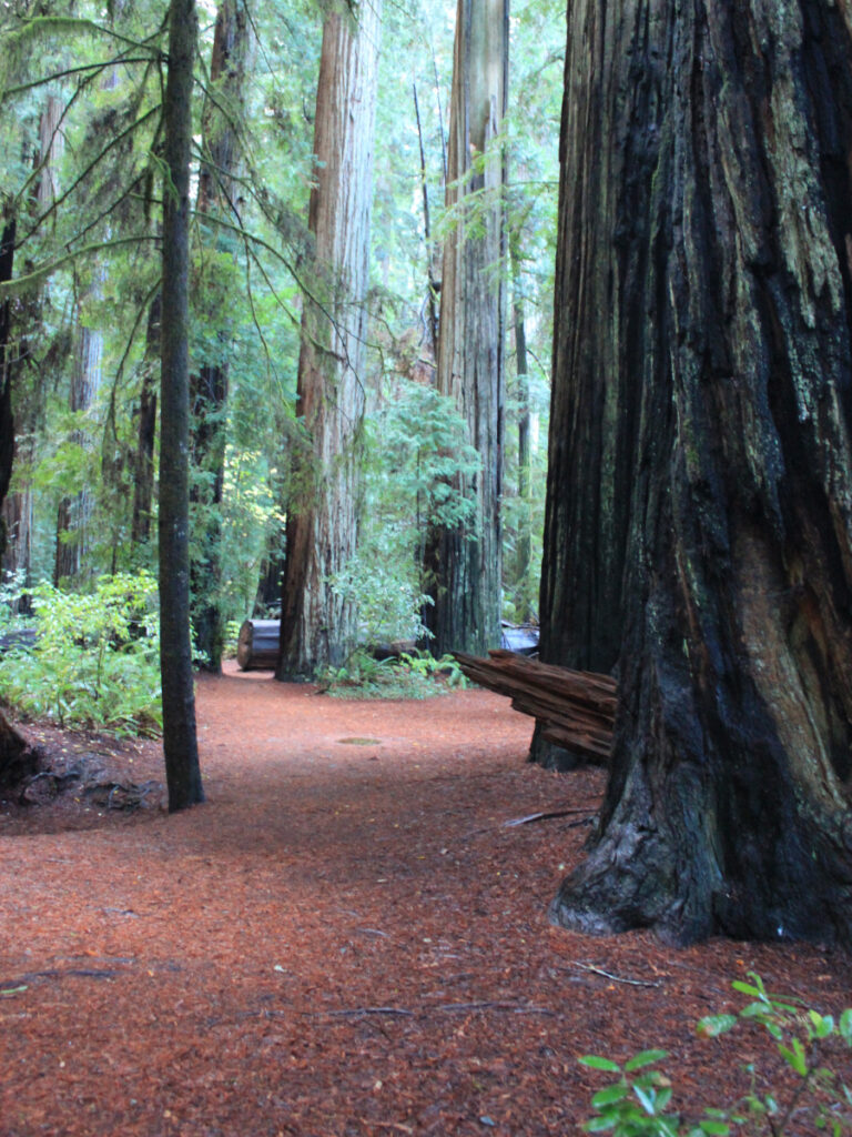 Photo of fallen leaves, standing redwoods, etc.